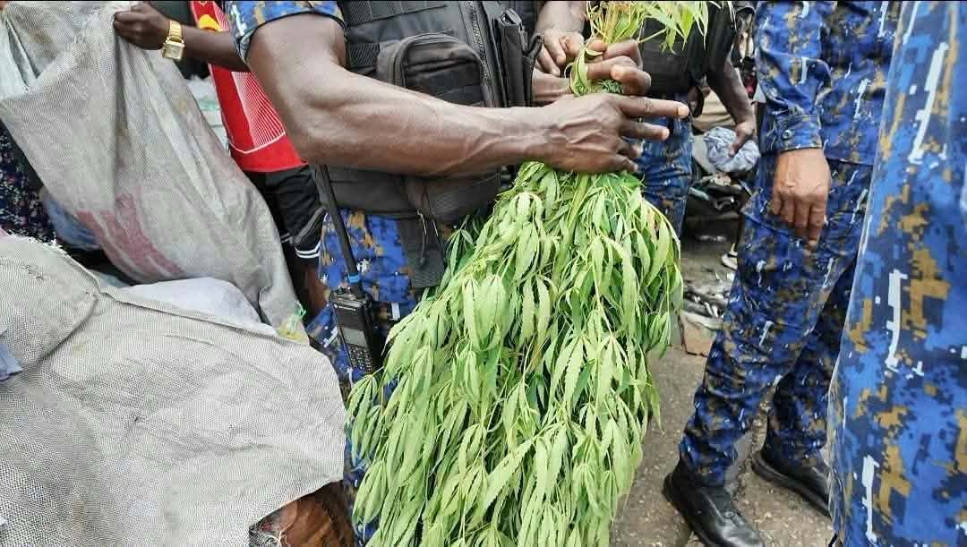 Boulbinet : une plantation de cannabis découverte en pleine opération anti-criminalité