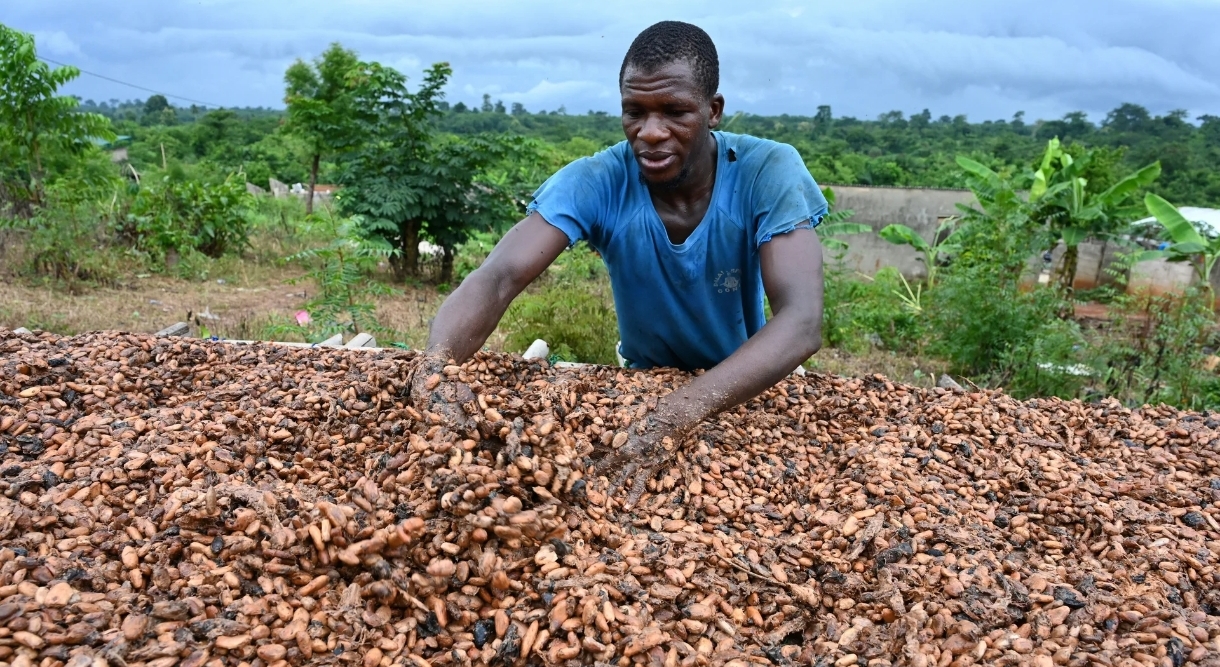 Côte d'Ivoire : baisse de 57% du prix d'achat du cacao aux producteurs