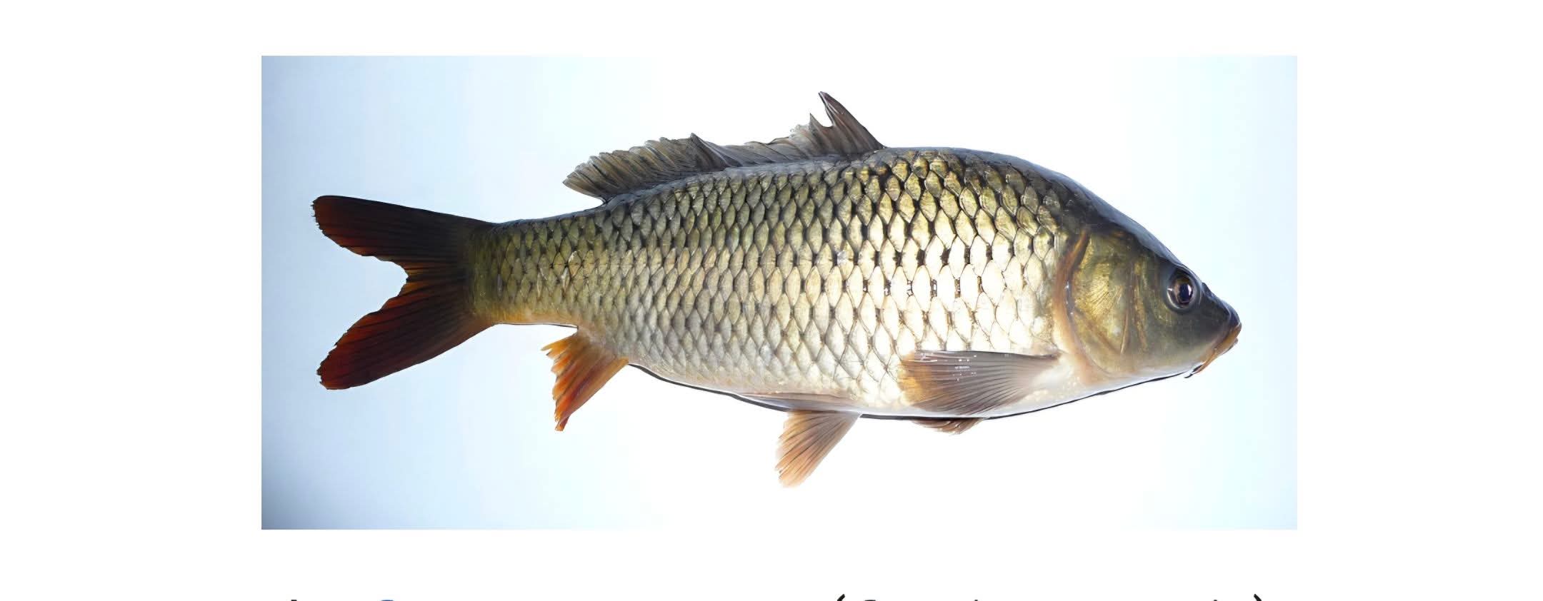 Poisson d'avril : entre tradition, humour et responsabilité 